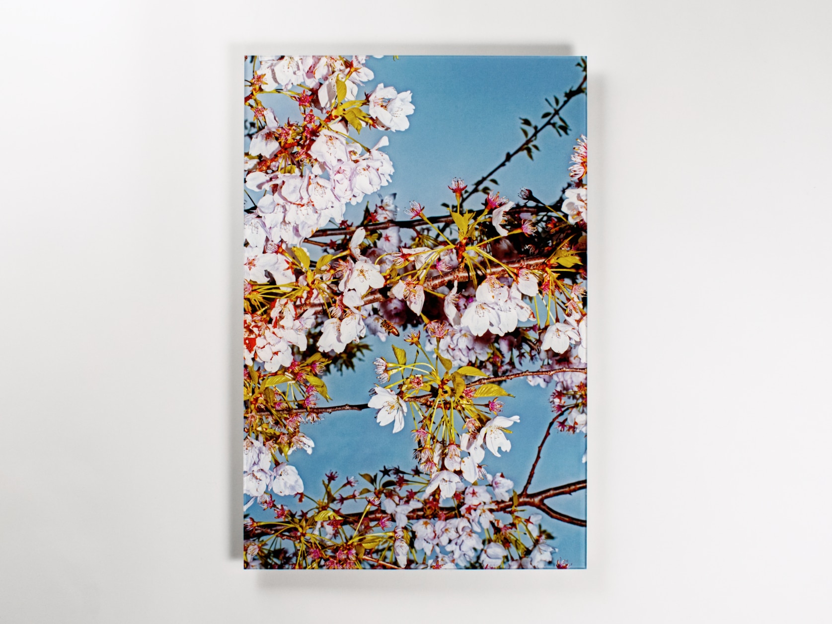 Acrylic photography print of a flying bee surrounded by many small white petals in a cherry tree