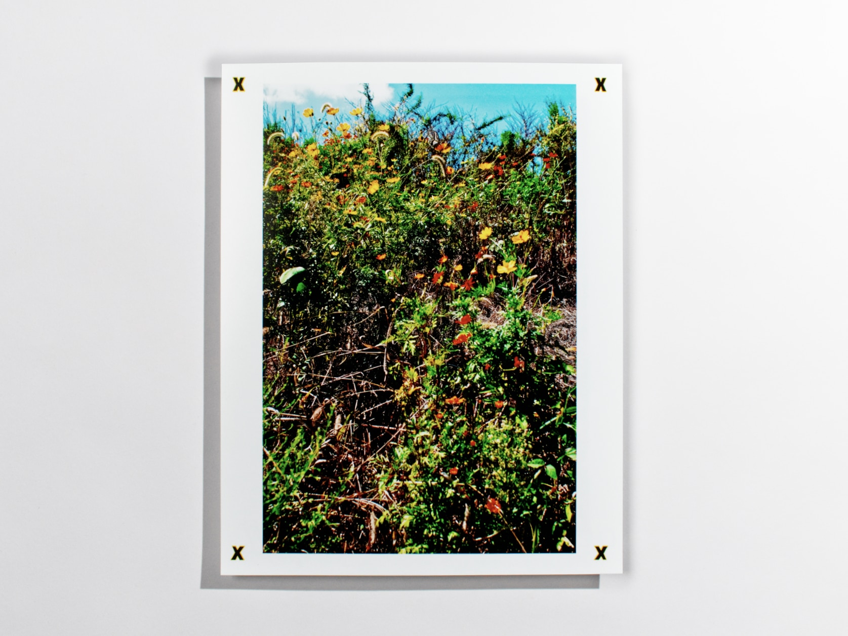 photograph print of dense meadow vegetation