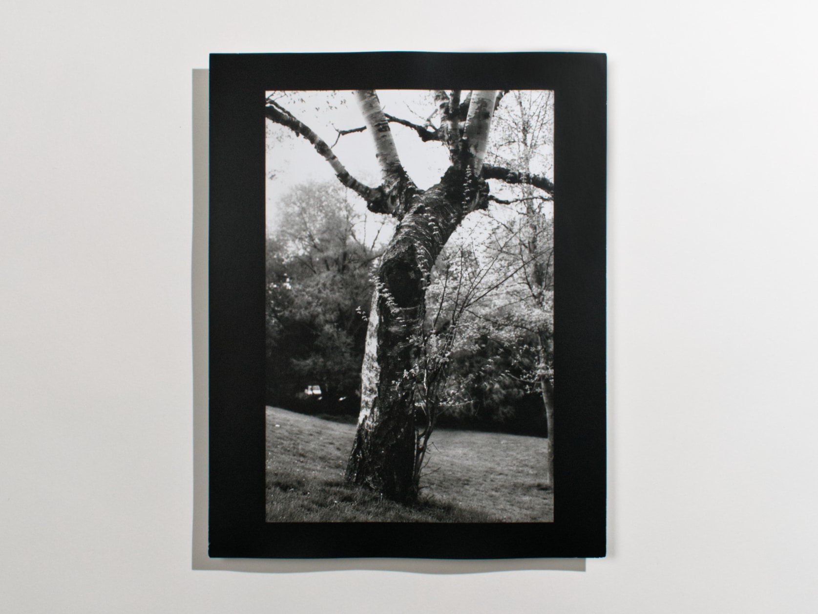 A black and white photography print of a birch tree in a park.