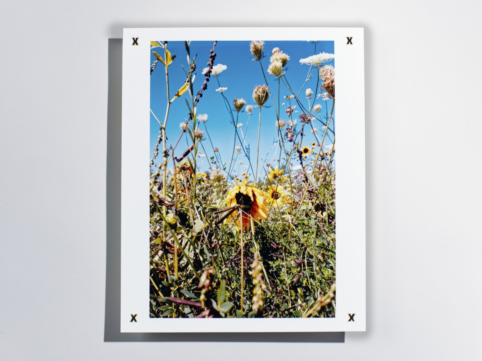 Photography print of dense field of flowers