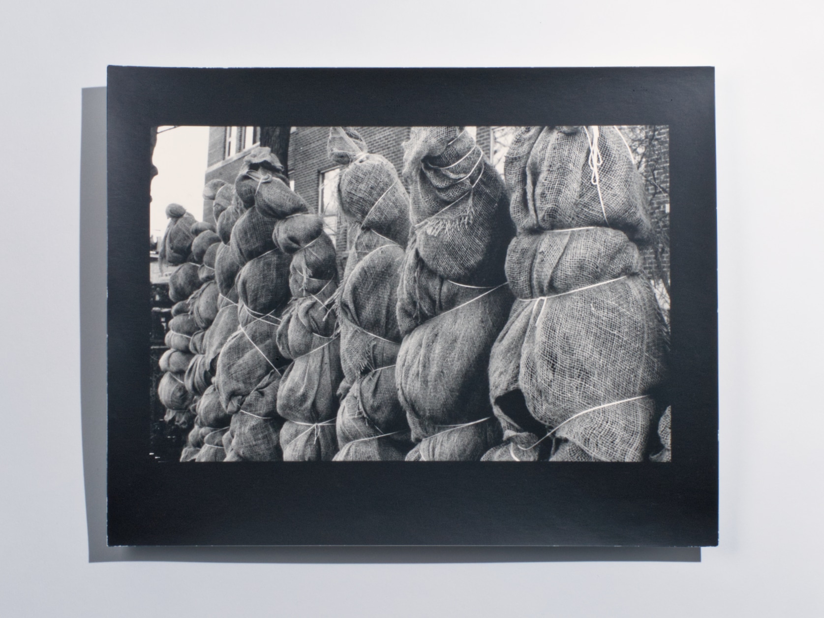 Black and white photography print of a row of trees wrapped in burlap sacks