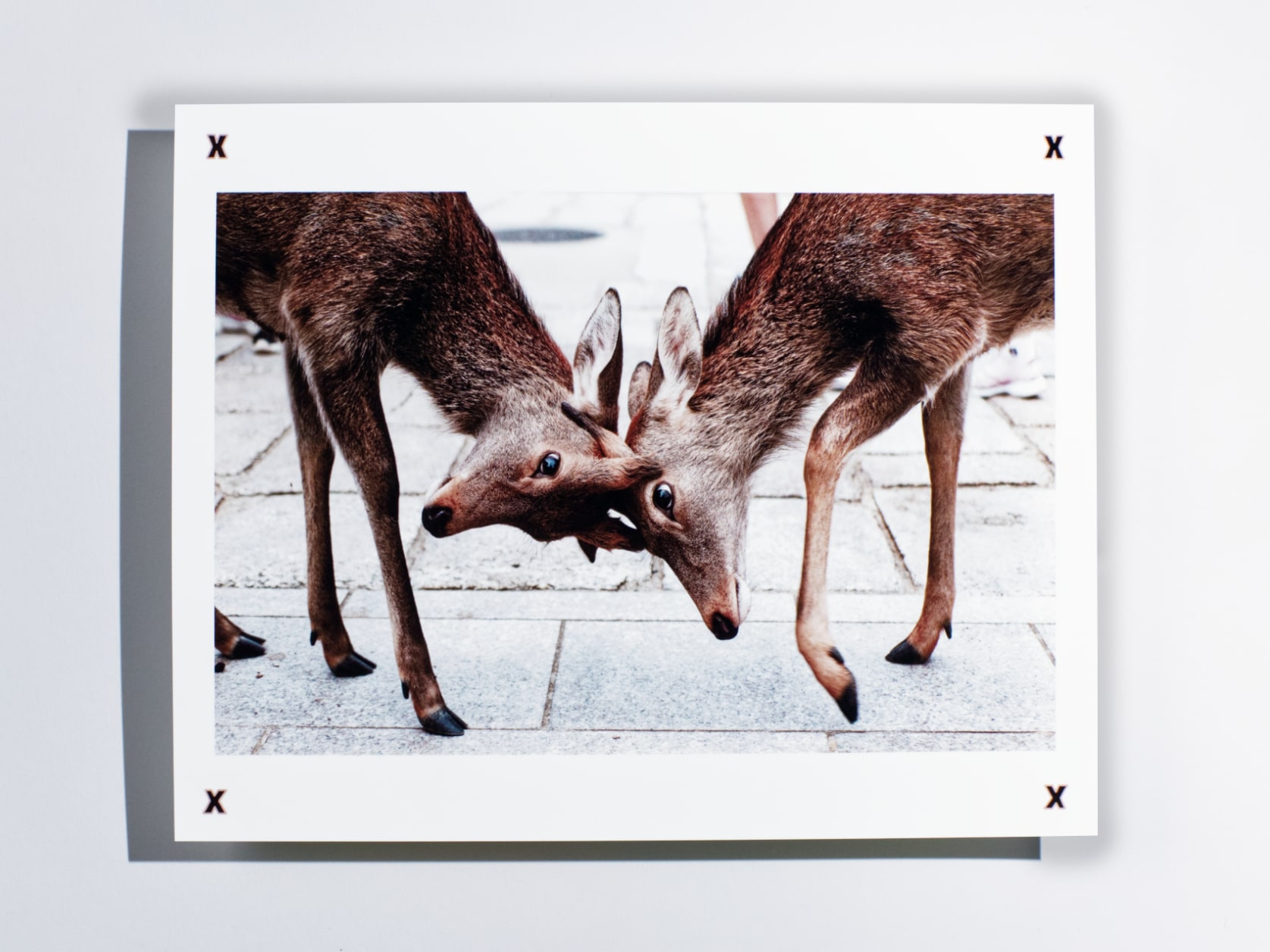 Photography print of two Nara deers clashing heads